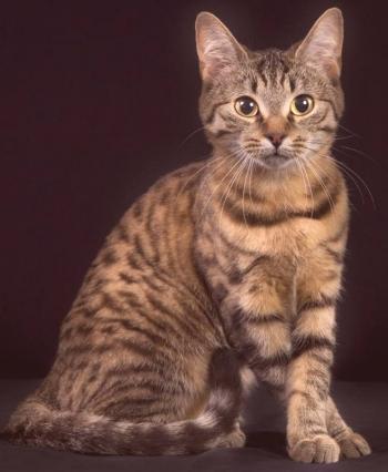 Evropska kratkodlaka mačka: opis pasme, fotografija, video