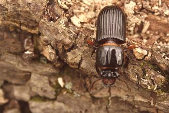 El escarabajo y las formas de lidiar con él en la vida diaria.