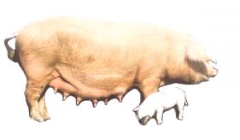 Livne raza de cerdos: foto y descripción