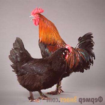 Pasma Maran: piščanci nosijo čokoladna jajca