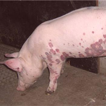 Peste porcina clásica: síntomas, prevención, medidas de control.
