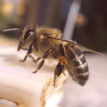 Delovne čebele: struktura, razvoj, njihove lastnosti in sposobnosti