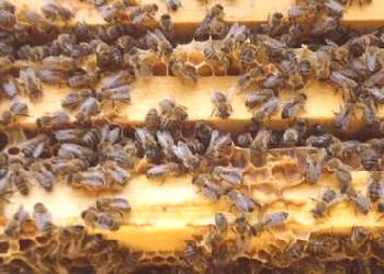 Raza rusa de abejas