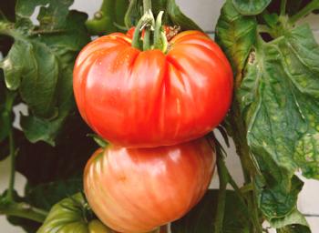 Кога и как да засадят домати върху разсад. Тайните на отглеждане на разсад от домати.