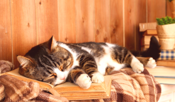 Cuáles son los gatos que deben tomar: la interpretación de los sueños que involucran chanclas de cuatro pies