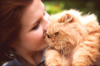 Razas hipoalergénicas de gatos: la elección de una mascota y las reglas de retención