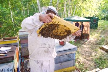 Kako narediti čebele distractions: nasveti in triki