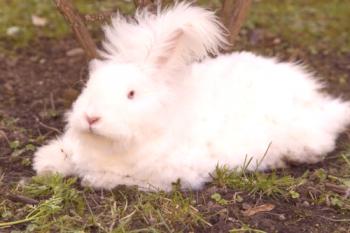 Angora raza de conejos: descripción, foto