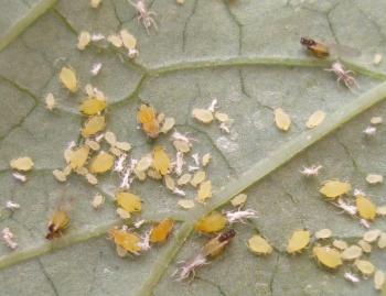 Consejos sobre cómo deshacerse de los áfidos en pepinos