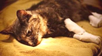 Vnetje kosti in periostalnih tkiv ali osteomielitis pri mačkah: kaj iskati in kako izvajati terapijo