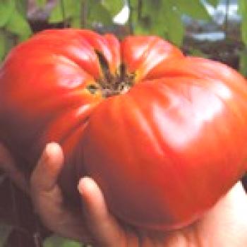 Agrotecnia común de los tomates.