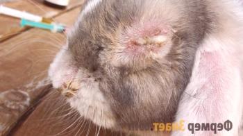 Миксоматоза при зайци: особености на профилактиката и лечението