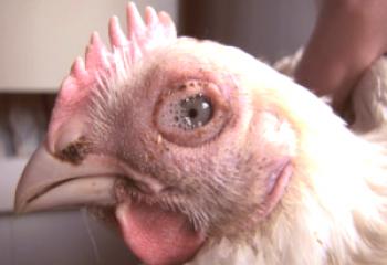 Konjunktivitis pri piščancih za zdravljenje: pregled simptomov in najbolj učinkovito zdravljenje