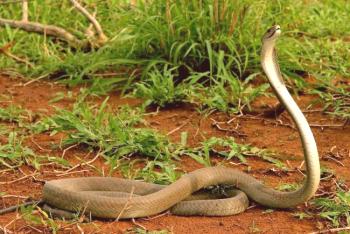 Mamba negra (foto): la serpiente más terrible y venenosa