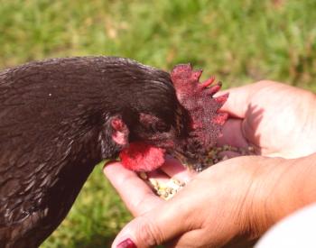 Pollos de raza paloma andaluza: foto, descripción