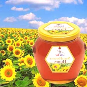 Sončnični med: opis, uporabne in zdravilne lastnosti