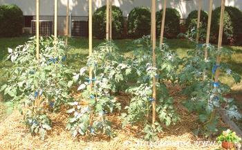 Mulčenje paradižnika v rastlinjaku in na odprtem terenu.