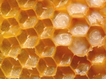 Cómo criar abejas, formas de reproducción de las familias de abejas.