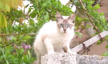 Okhos azules: fotografija mačke, cena, opis pasme, značaj, video, drevesnice