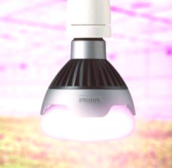 Cómo elegir lámparas para resaltar las plantas de semillero (inducción, sodio, tiras de LED, luz ultravioleta) y retroiluminación de la planta