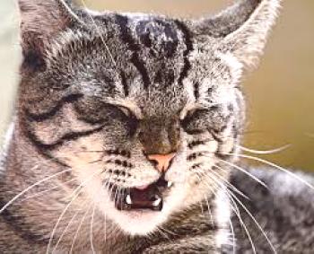 El gato estornuda: ¿qué hacen los maestros?