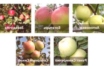 Kako ohraniti sveže jabolke pozimi doma