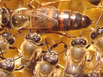 Čebele - značilnosti in zamenjava piskov