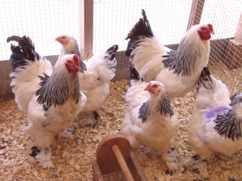 Descripción de las razas de carne de álamo de gallinas a partir de las fotos de sus representantes típicos.