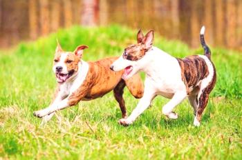 Boj proti psom (fotografija): Združevanje moči in predanosti