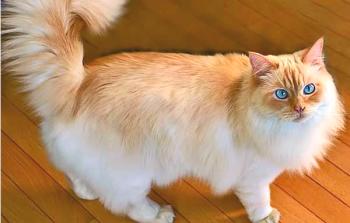Ragamaffin: descripción de la raza de los gatos y su carácter, cuidado, fotos.
