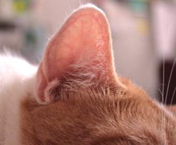 Causas y métodos de tratamiento del hematoma en el gato.