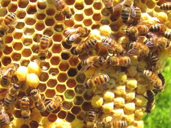 Datos interesantes sobre las abejas para los niños.