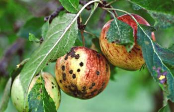 Bolezni jabolk in metode zdravljenja