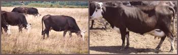 Raza Yaroslavl de vacas: características, opiniones, fotos