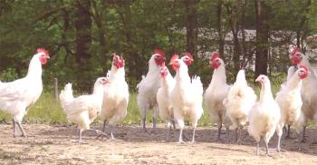 Značilnosti nekaterih dokaj redkih pasem kokoši - Bress-Gallic in drugih