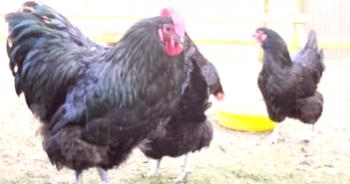 Джърси гигантска пиле порода: описание и характеристики
