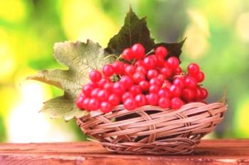 Бери плодове: полезни, терапевтични свойства и рецепти