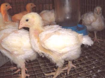 Pregled pasem pitovnih piščancev: sorte, opis in značilnosti vsebine