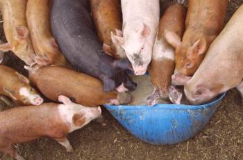 Forraje para cerdos: especies, uso, valor nutricional.