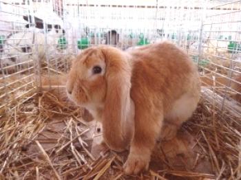 Carneros de conejos - especies, descripción y cría (foto y video)