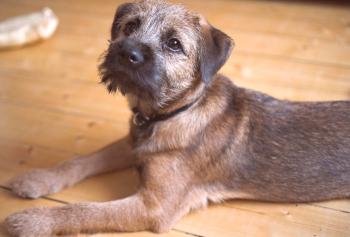 Border Terrier: descripción de la raza, foto, personaje, video, cuidado