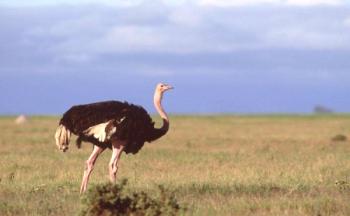 Averigüe qué tipos de avestruces existen y quiénes son: el avestruz más alto