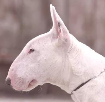Bull Terrier: foto, descripción de la raza, personaje, video, salud.