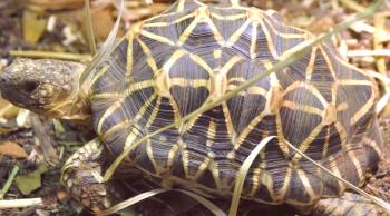 Tortuga tortuga: foto, video, mantenimiento y cuidado.