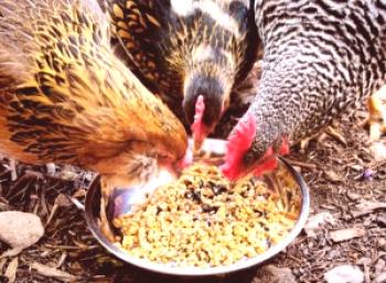 Как да се хранят правилно кокошките у дома: видео