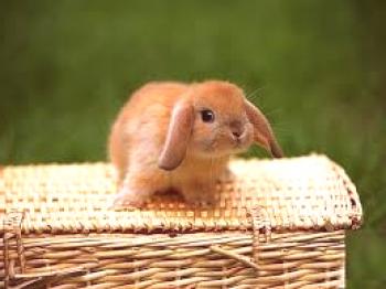 Vamos a discutir cómo determinar el sexo de un conejo pequeño. ¿Cómo distinguir los machos de las hembras?