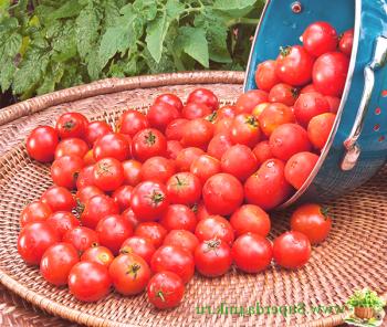 Estas son varias variedades de tomate cherry. Recomendaciones para elegir una mejor variedad de tomates cherry.