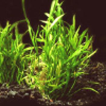¿Cómo cultivar plantas de acuario?