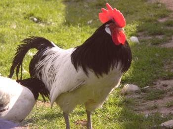 Características de la raza de pollos Lachenfelder y las características de su contenido.