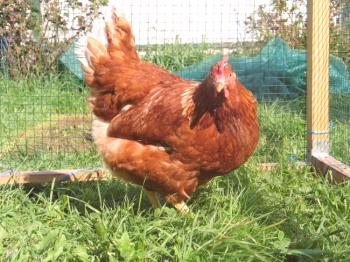 Držite kokoši imetnikov: značilnosti in osnovna pravila